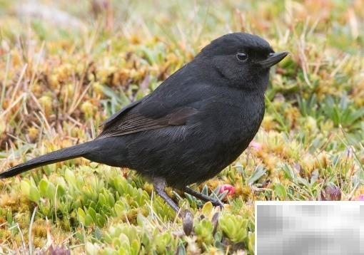 white的反义词是black。