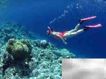 马尔代夫潜水全攻略