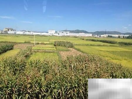 玉米收购账务处理详解