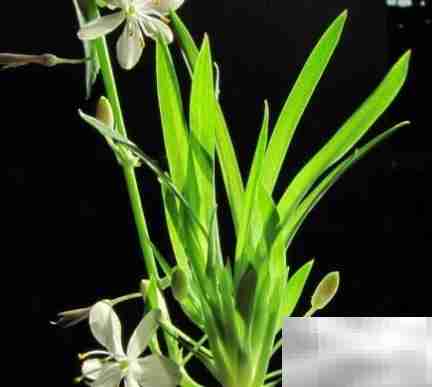 常年开花好养的花卉推荐