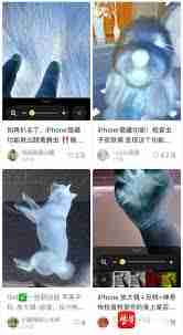 iPhone宠物寄生虫怎么检测