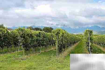 2017苗圃投资指南