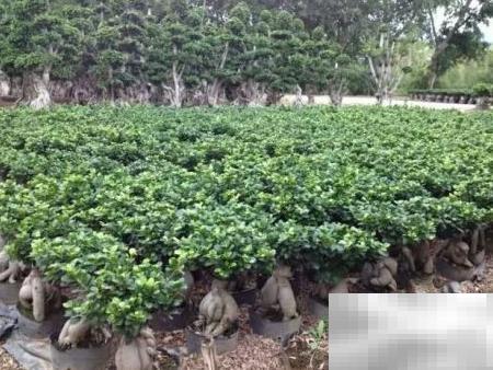 2017苗圃投资趋势与攻略详解