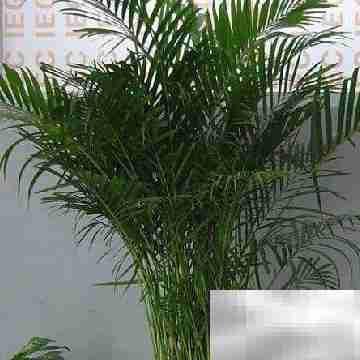 出租房布置技巧:简约又美观