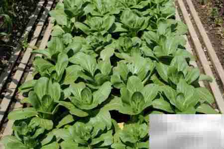 孕产妇可以吃小白菜吗