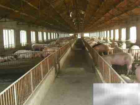 养猪场管理四大关键