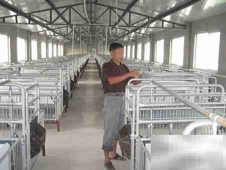 养猪场管理四大关键