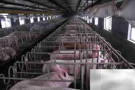 养猪场管理四大关键