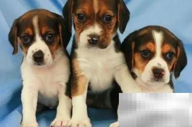 狗与人类DNA差异大揭秘