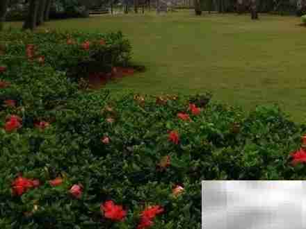 生态园林设计与营造技术