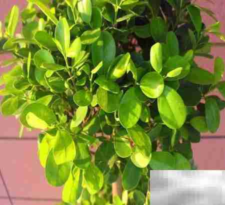 摇钱树养护全攻略