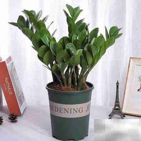 摇钱树养护全攻略