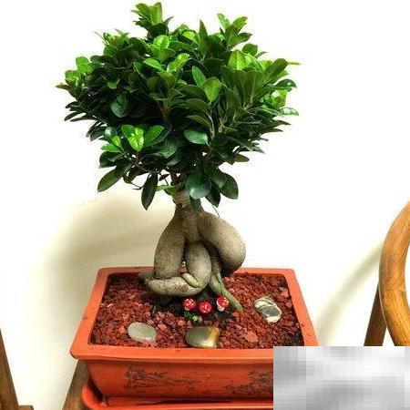 摇钱树养护技巧与实用指南