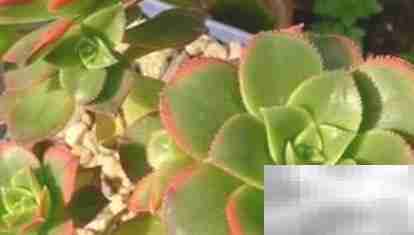 艳日辉养护全攻略