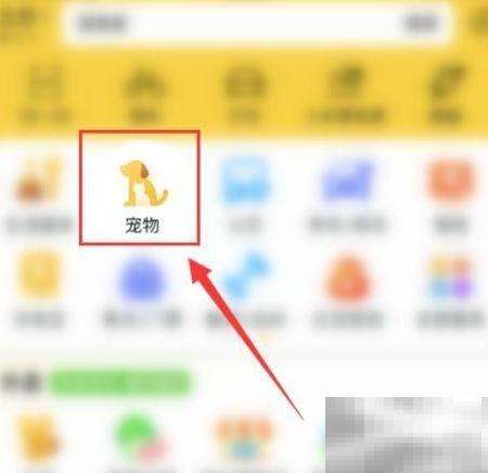 疫情期间狗粮短缺应对方法