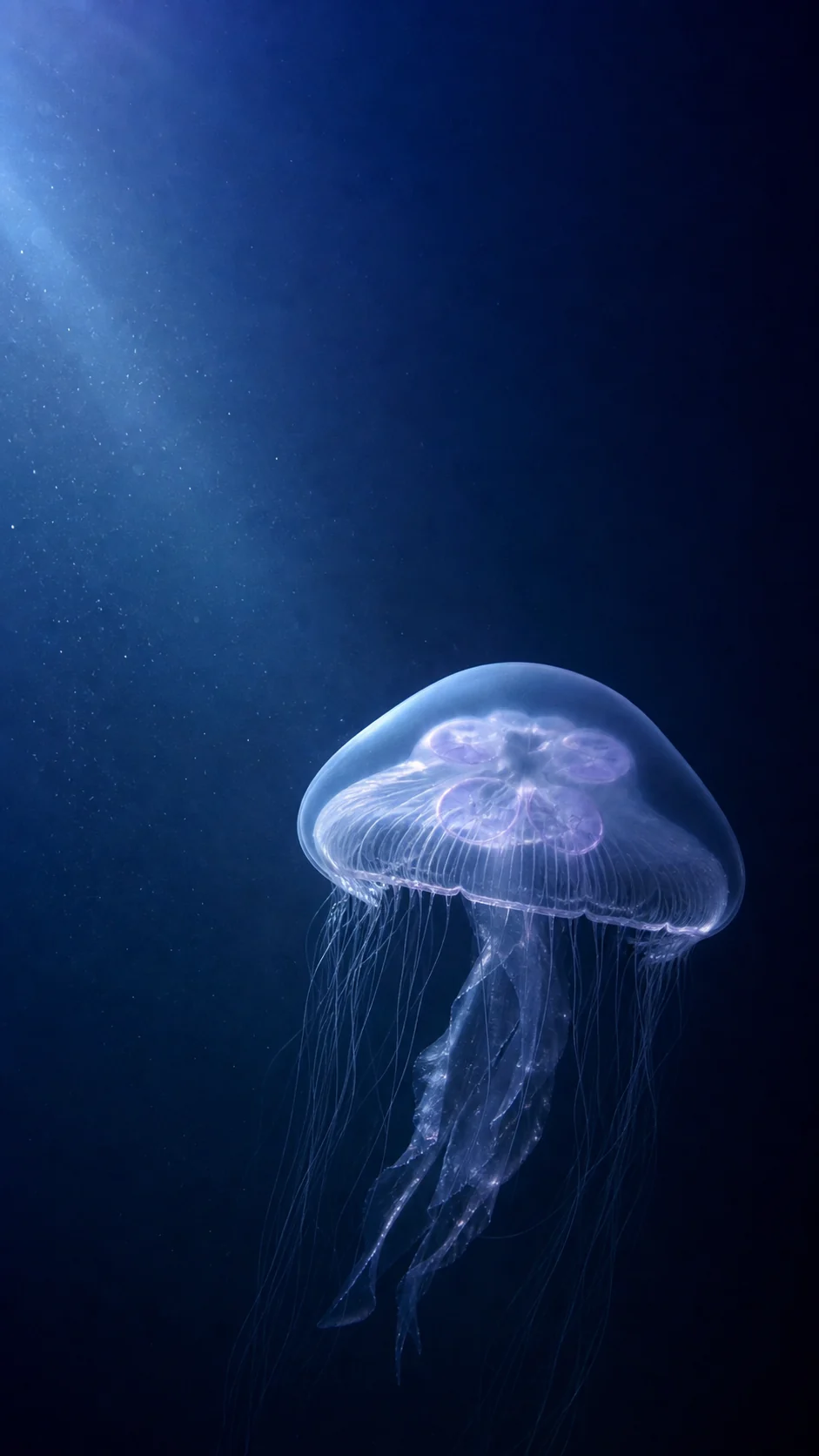 深海水母光束手机壁纸提示词：蓝紫锁屏与珊瑚暖光变体