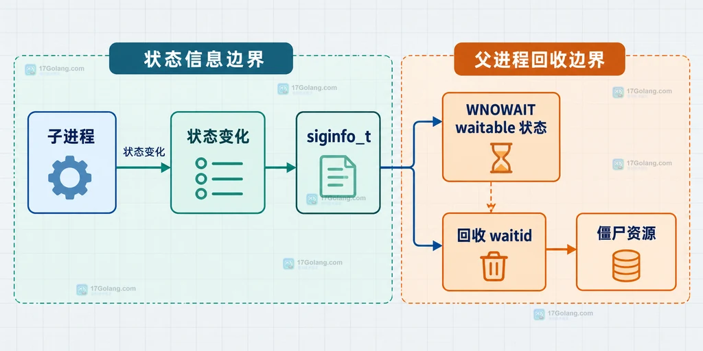 waitid 子进程状态信息与回收边界的静态结构说明图