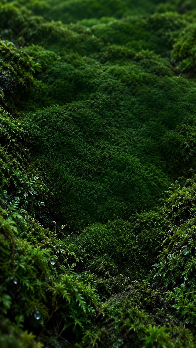 墨绿苔藓手机壁纸怎样保留图标区低对比